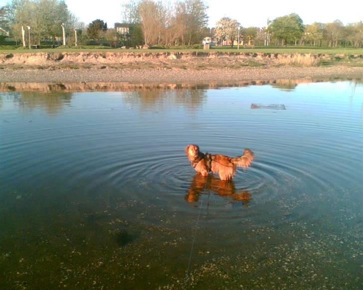 Blanding af racer Mali - Når jeg ikke kan få sne - må vand gøre tricket billede 13