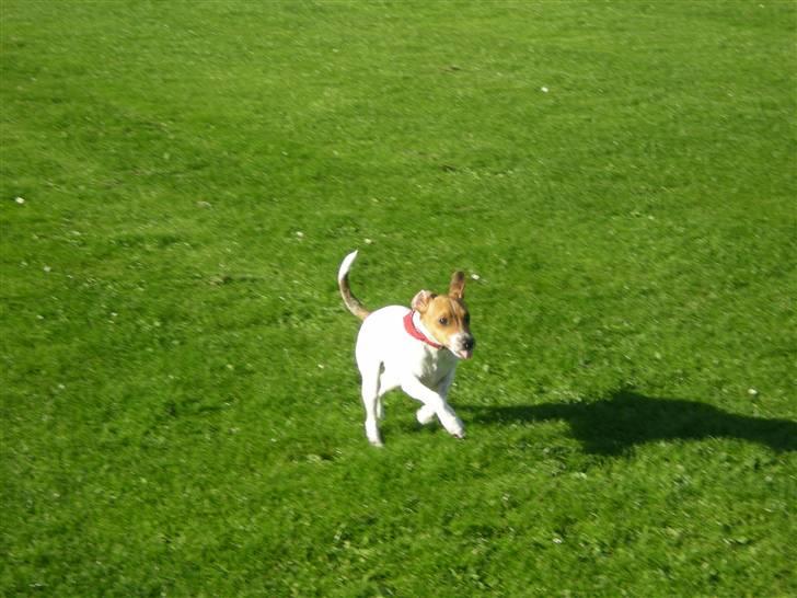 Dansk svensk gaardhund Tyson Solgt billede 6