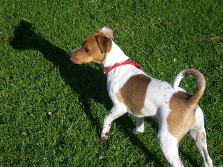 Dansk svensk gaardhund Tyson Solgt billede 7