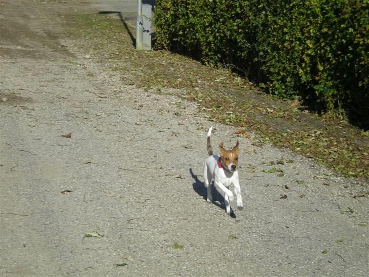 Dansk svensk gaardhund Tyson Solgt billede 8