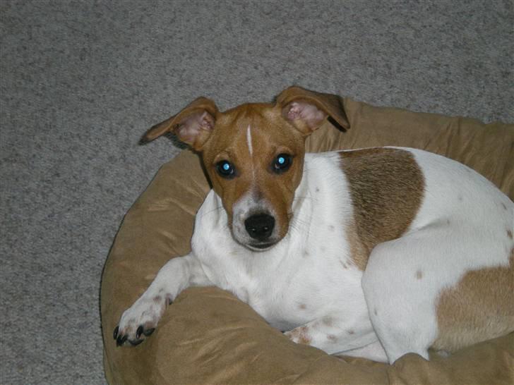 Dansk svensk gaardhund Tyson Solgt billede 9