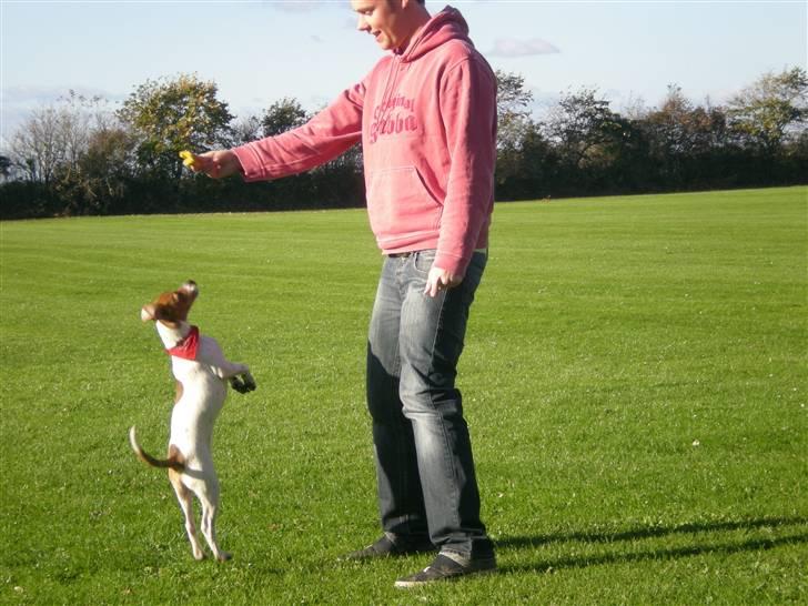 Dansk svensk gaardhund Tyson Solgt billede 10