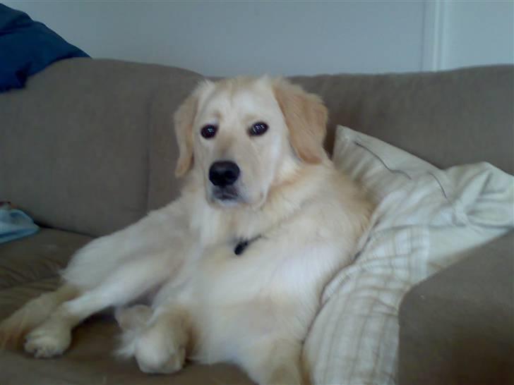 Blanding af racer Noah - hej og velkommen til Noahs profil billede 1