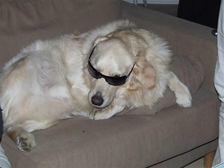 Blanding af racer Noah - Noah og han lille bamse billede 2