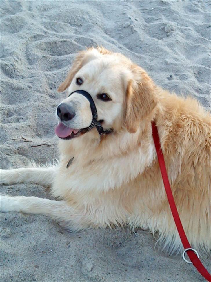 Blanding af racer Noah - En dejlig strand tur billede 3