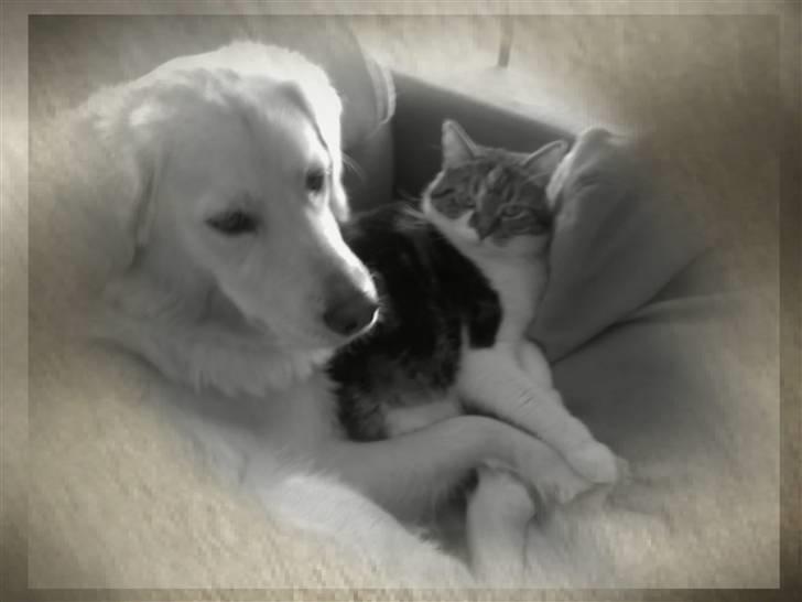 Blanding af racer Noah - Noah og en af vores katte billede 4