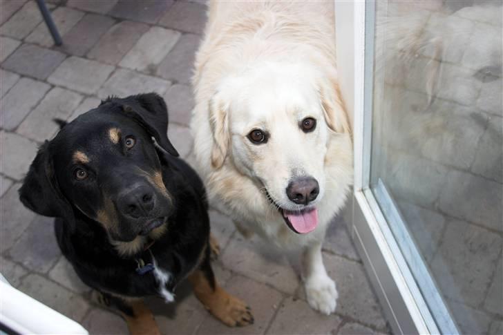 Blanding af racer Noah - man ligger så godt i min mors seng billede 5