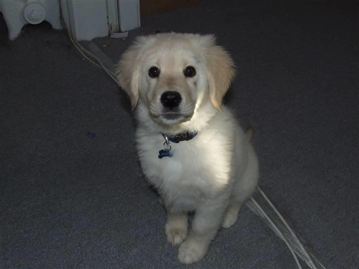 Blanding af racer Noah - da noah var lille billede 6