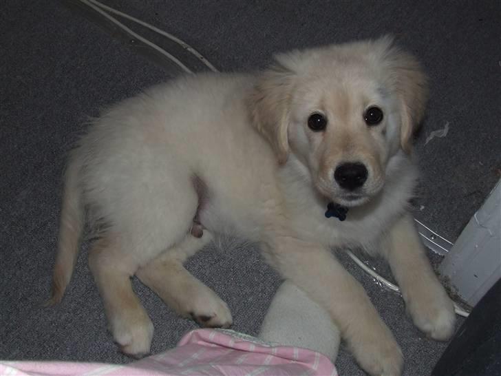 Blanding af racer Noah - ser jeg ikke bare sød ud hihi billede 7