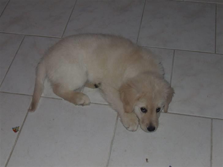 Blanding af racer Noah - dengang fyldte jeg ikke mere end en køkkenflise billede 8