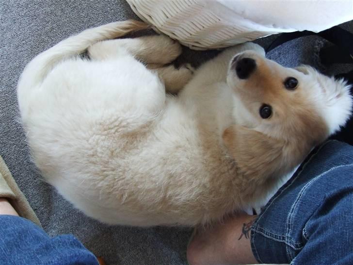 Blanding af racer Noah - tit tit billede 9