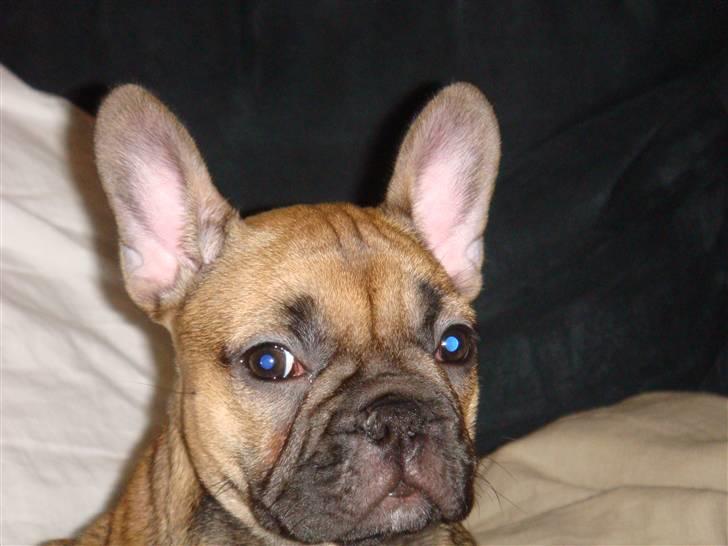 Fransk bulldog Lui Aimeé Asti billede 13