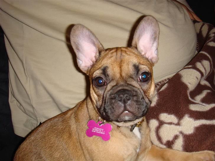 Fransk bulldog Lui Aimeé Asti billede 14