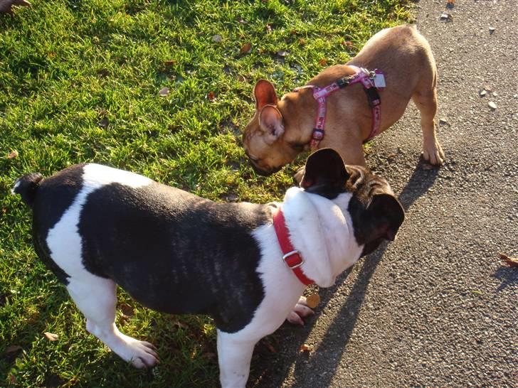 Fransk bulldog Lui Aimeé Asti - Hun leger med sin legeveninde billede 16