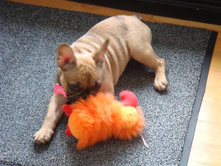 Fransk bulldog Lui Aimeé Asti billede 17