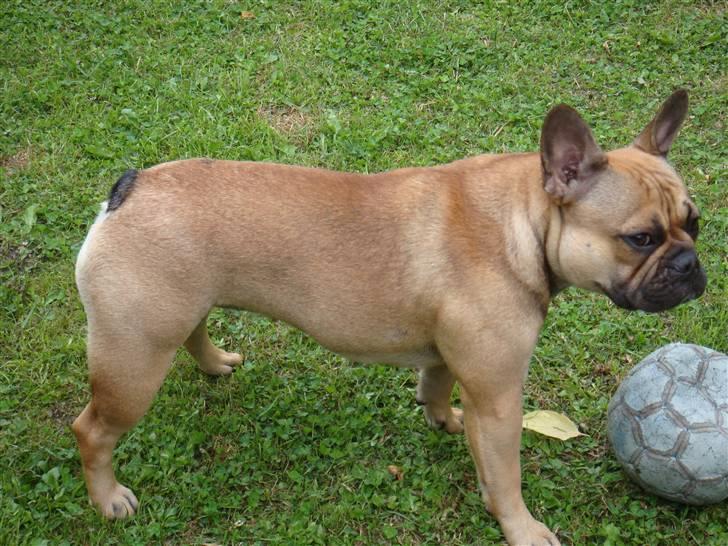 Fransk bulldog Lui Aimeé Asti - Er der ingen der vil spille bodbold? billede 18