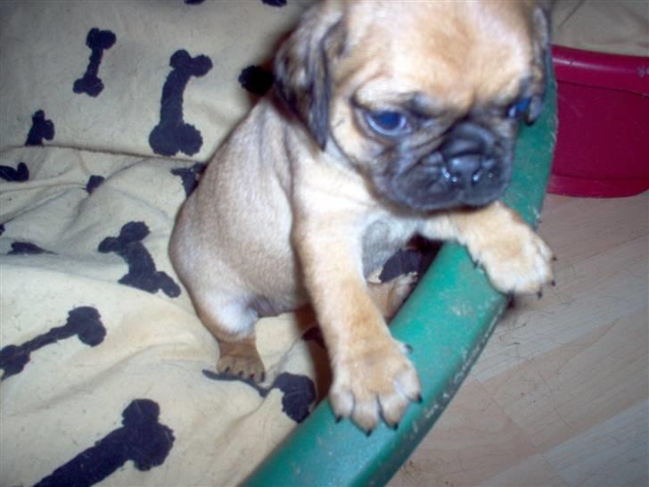 Blanding af racer Fie - Den her kurv er lidt stor, men jeg kan liiige kigge ud af.. (5 uger gammel) billede 2