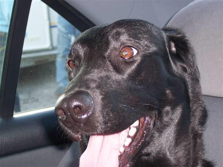 Blanding af racer Flatcoated/Labrador billede 1