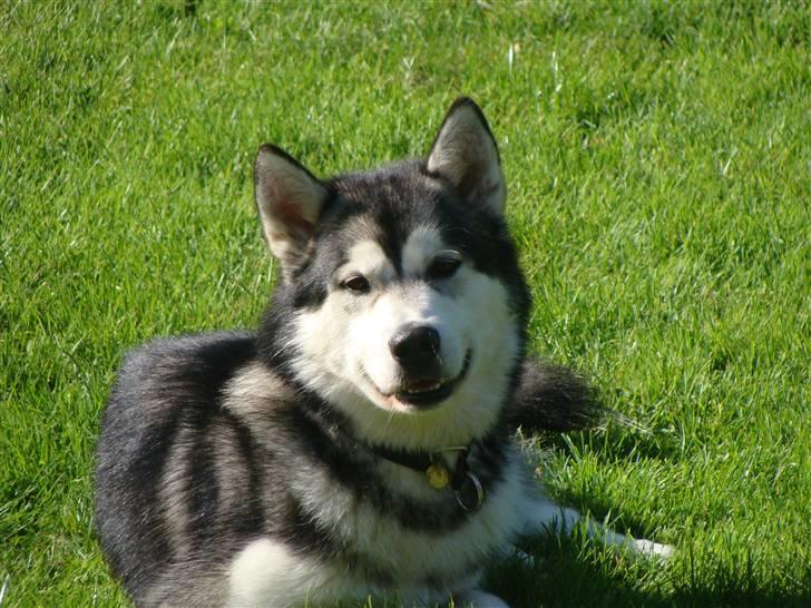 Alaskan malamute Golden Child/Aslan - Aslan 1år billede 1