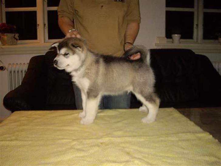 Alaskan malamute Golden Child/Aslan billede 2