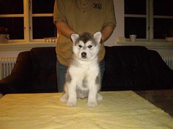 Alaskan malamute Golden Child/Aslan billede 3
