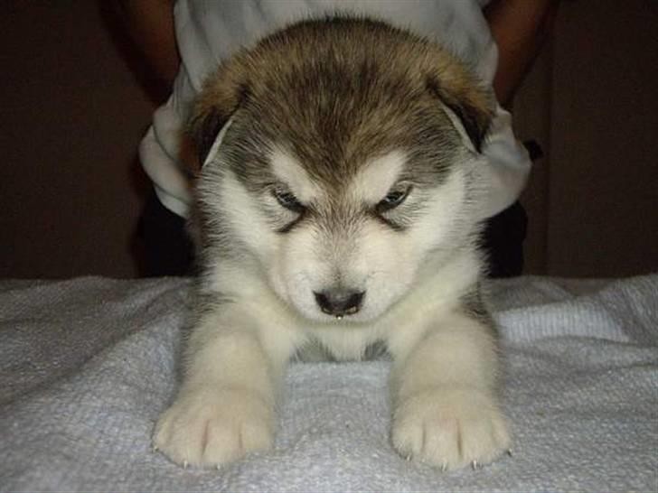 Alaskan malamute Golden Child/Aslan billede 4