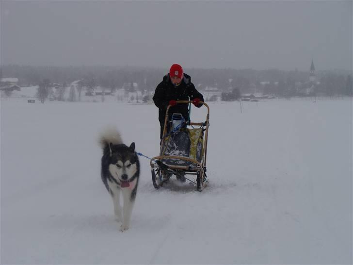Alaskan malamute Golden Child/Aslan - Claes og Aslan i sarna 2010 billede 5