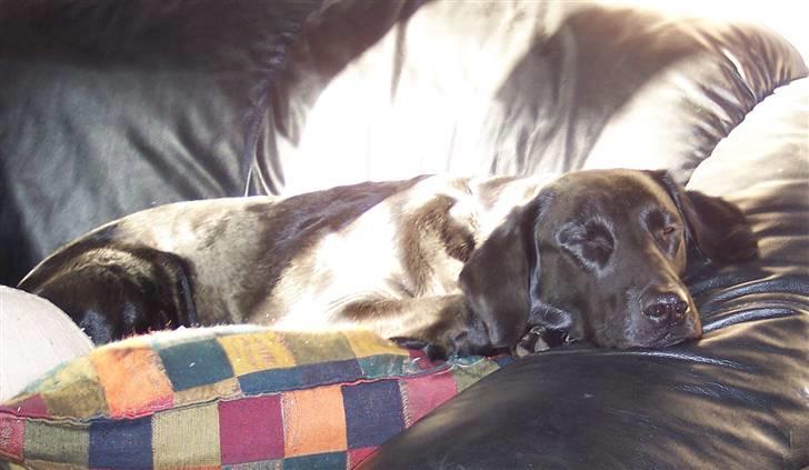 Blanding af racer Flatcoated/Labrador billede 2