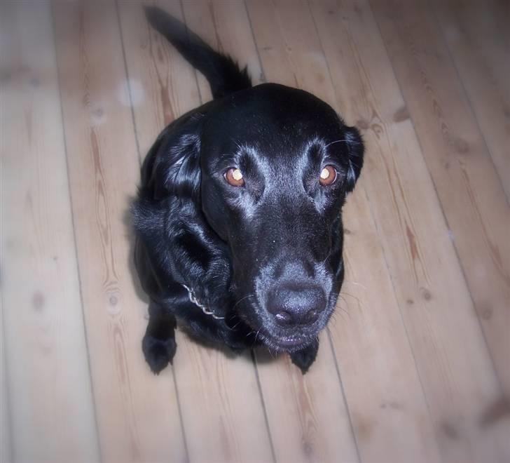 Blanding af racer Flatcoated/Labrador billede 3