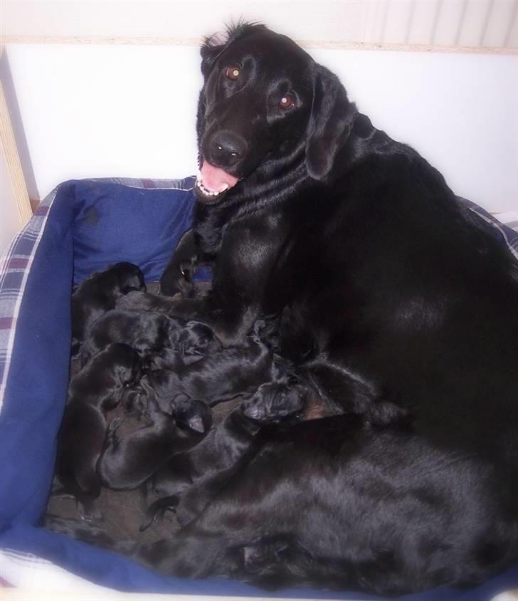 Blanding af racer Flatcoated/Labrador billede 4