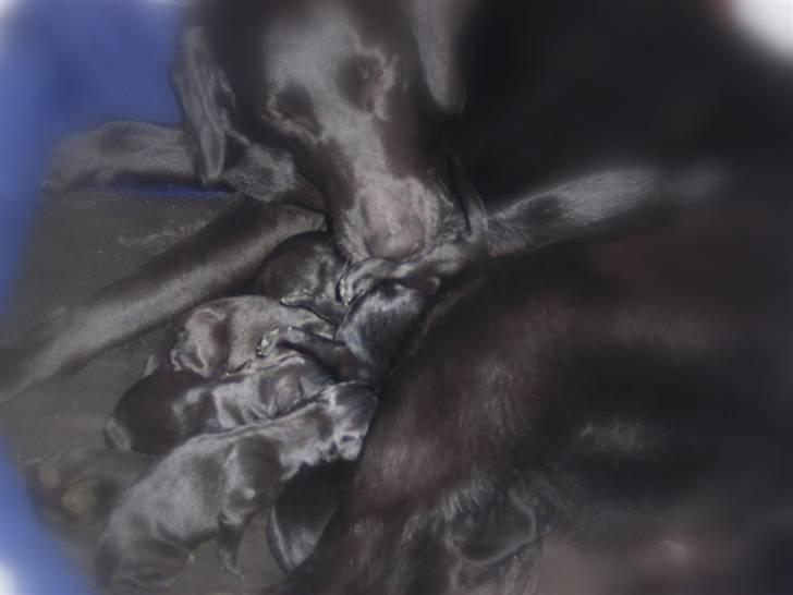 Blanding af racer Flatcoated/Labrador billede 6