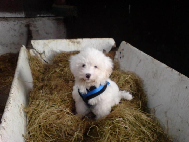 Coton de tulear Casmo - troede lige det var min mad  billede 8