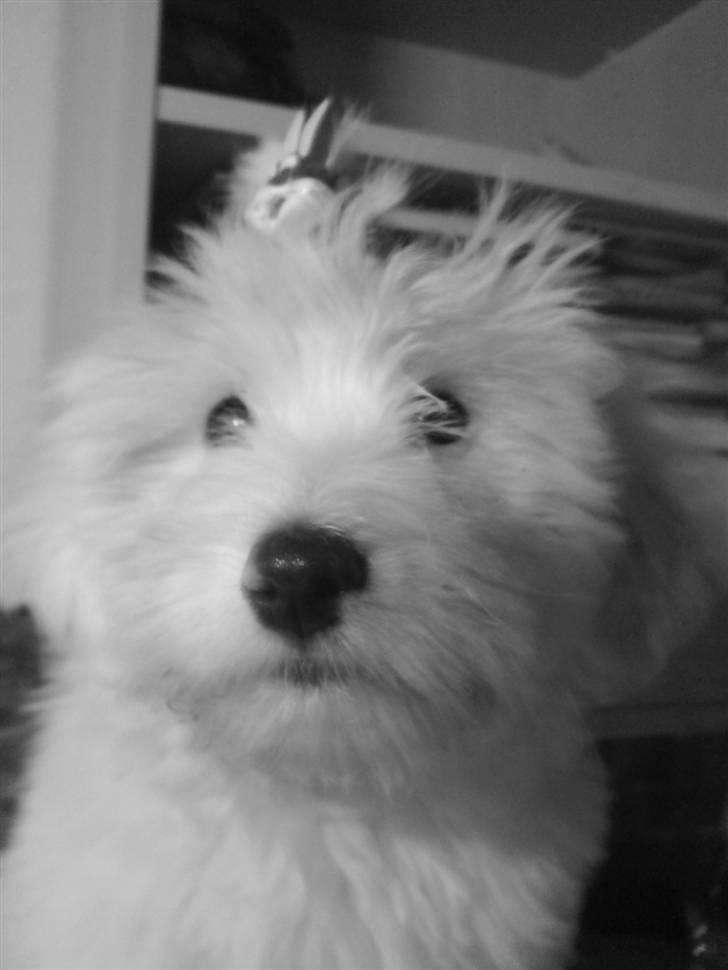 Coton de tulear Casmo - Nærbilled(:  Se  mig med en Kanin elestik billede 9