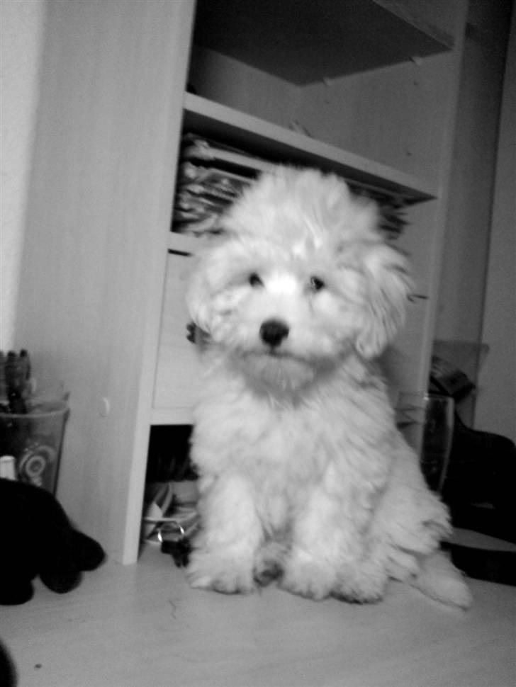 Coton de tulear Casmo - jeg har lige været  til frisøern  (:  billede 10