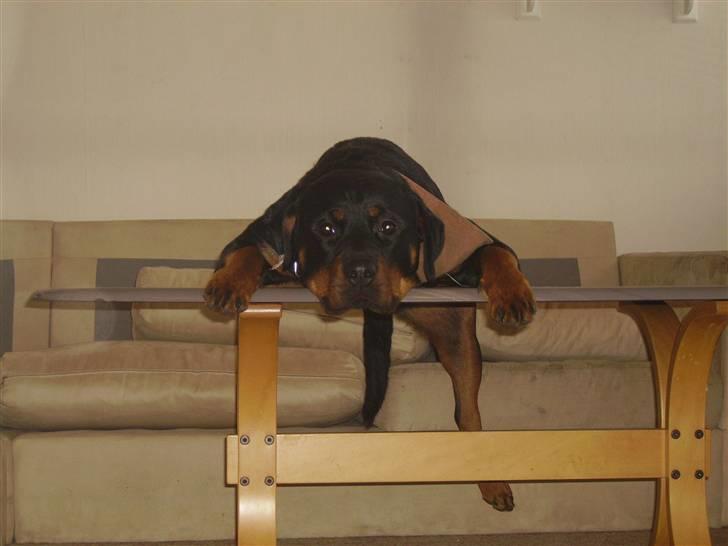 Rottweiler chaer billede 1