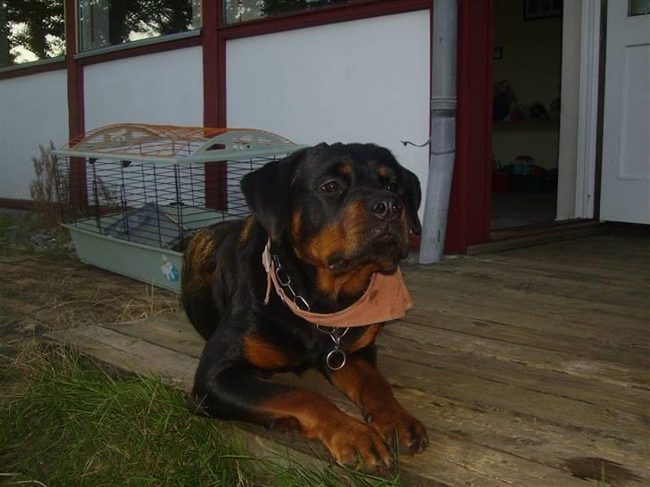 Rottweiler chaer billede 2