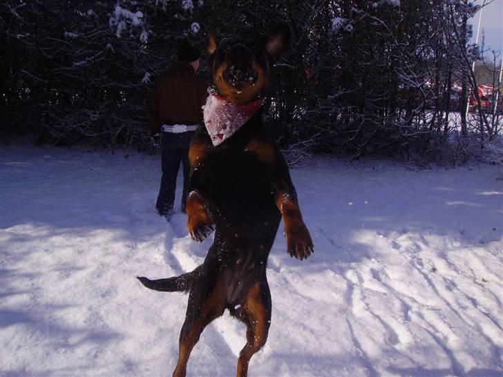 Rottweiler chaer billede 3