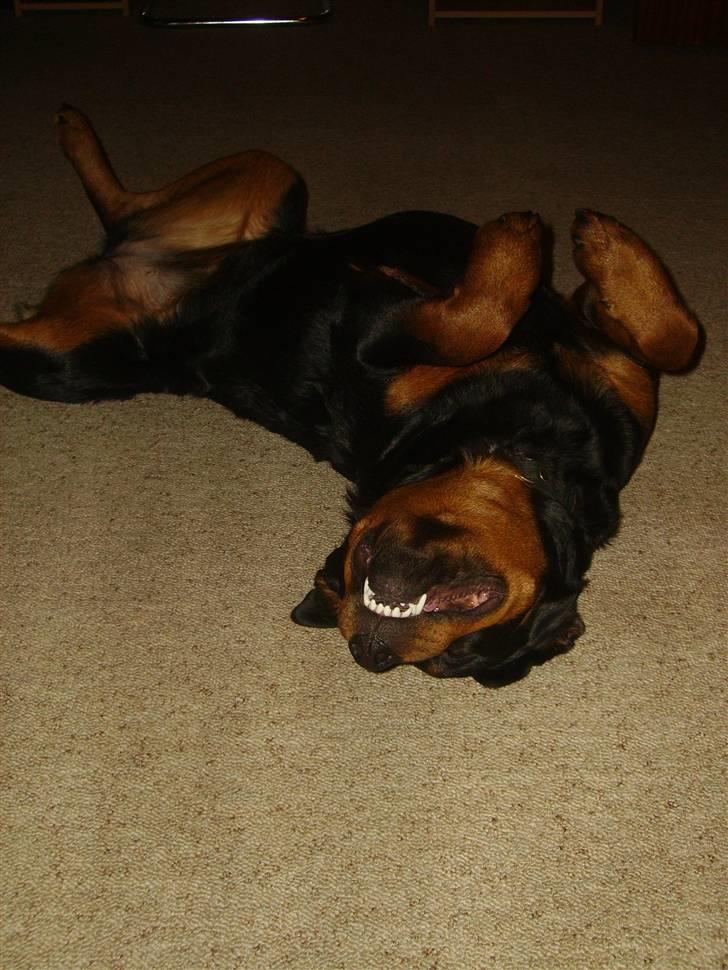 Rottweiler chaer billede 4