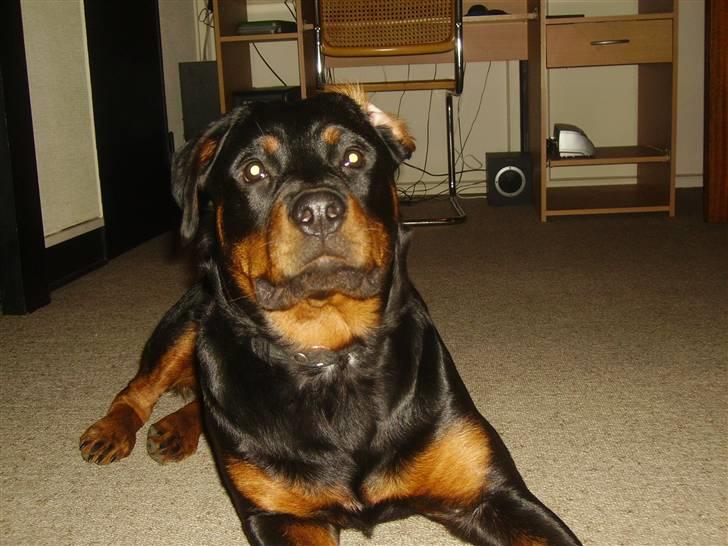 Rottweiler chaer billede 5
