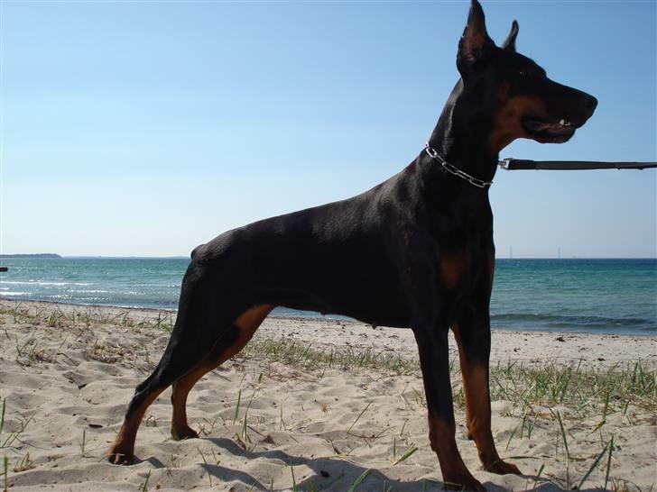 Dobermann Tika di Altobello - Tika 1år og 10 mdr marts 2009 billede 1