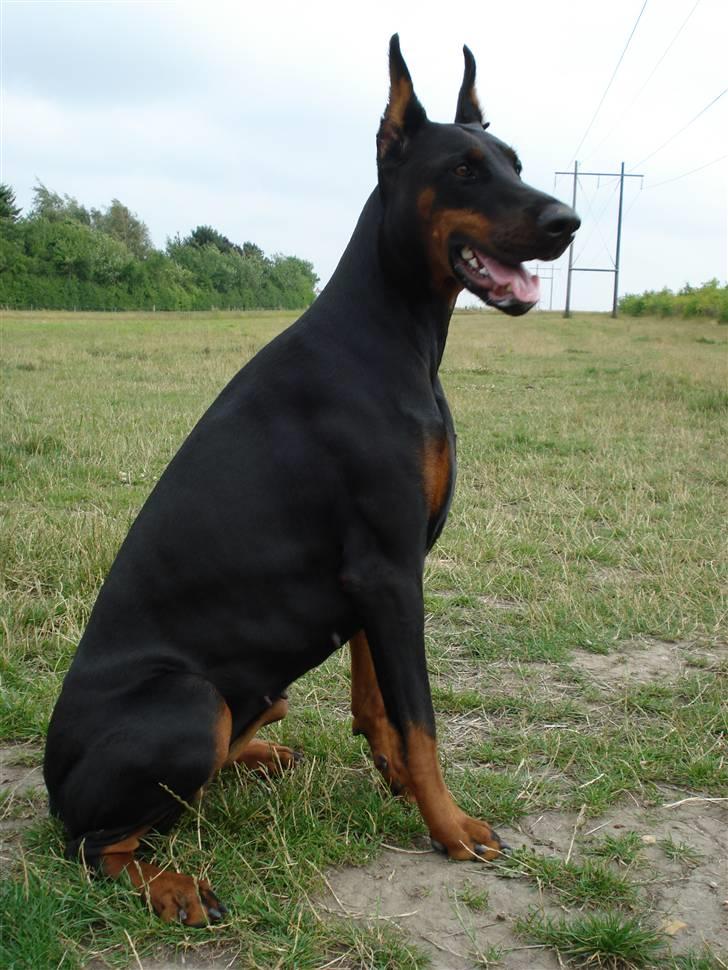 Dobermann Tika di Altobello - Tika 1 år og 2 mdr. Julen 2008 billede 2