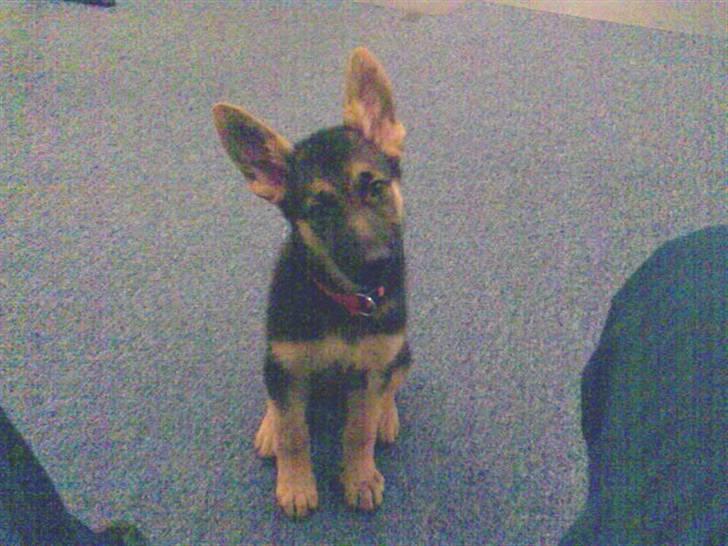 Schæferhund Neela *Himmelhund* - Hehe....! billede 6