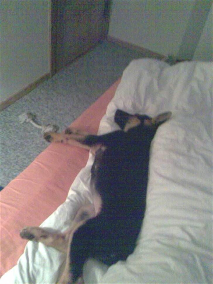 Schæferhund Neela *Himmelhund* - Aaaah der er nu intet som en blød dyne!! billede 7