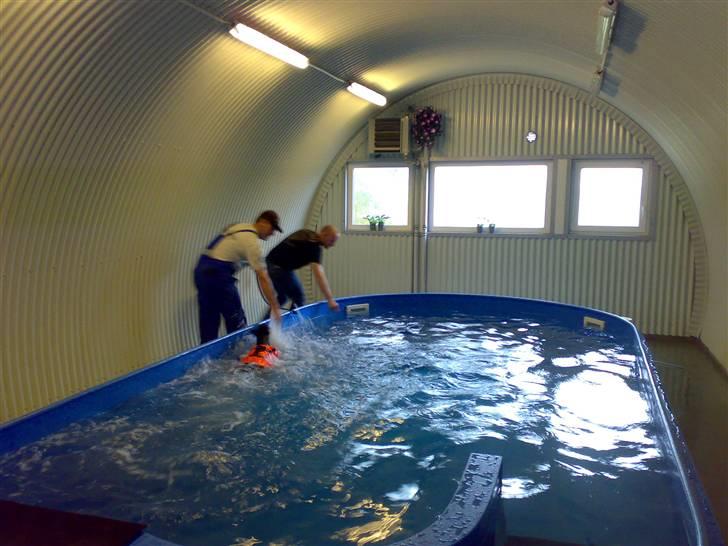 Dobermann Tika di Altobello - KB hundesvømning i Skælskør 4 mdr gammel billede 3