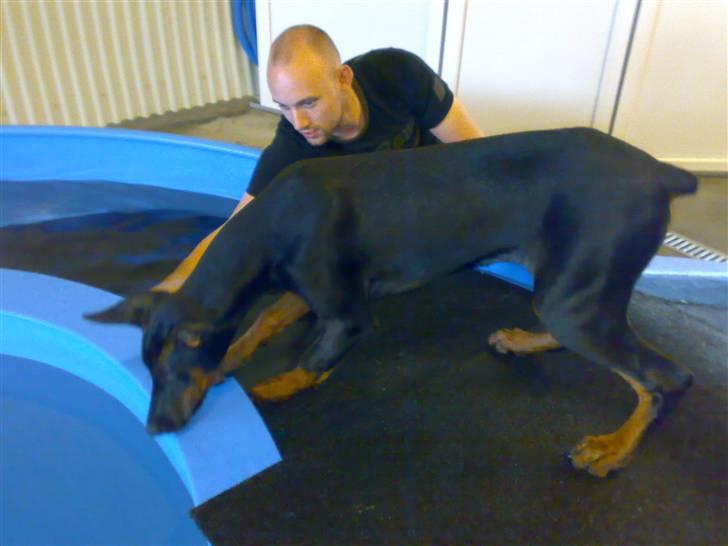 Dobermann Tika di Altobello - 8 mdr gammel billede 4