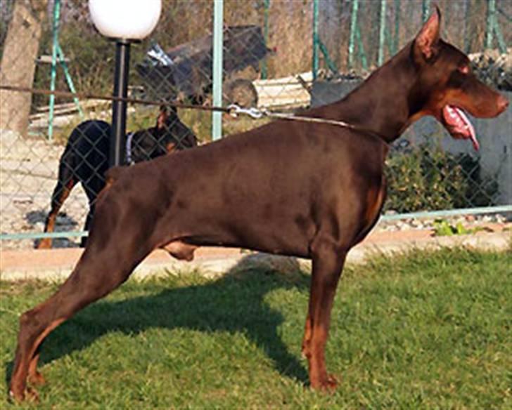 Dobermann Tika di Altobello - Tika´s far Petar Pan Di Altobello billede 5