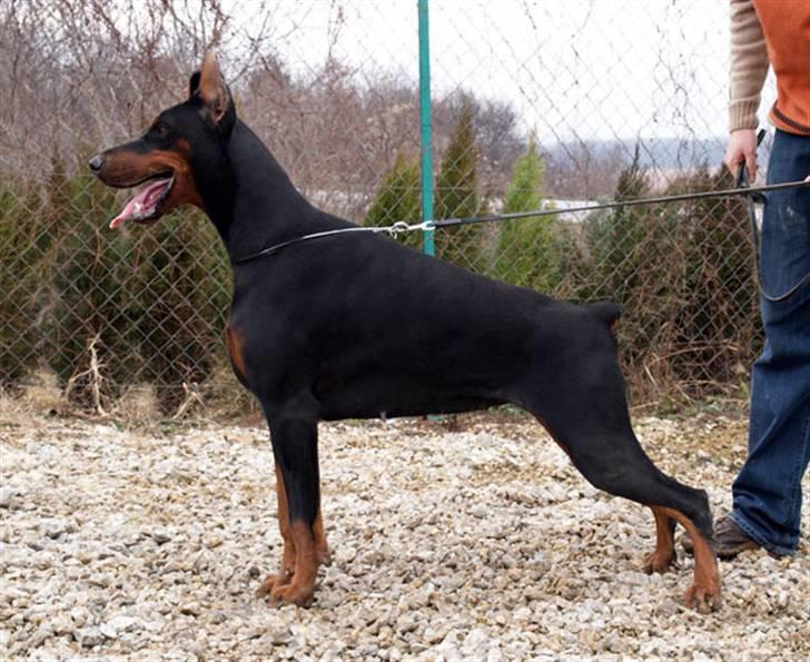 Dobermann Tika di Altobello - Tika´s mor Phantasia Di Altobello billede 6