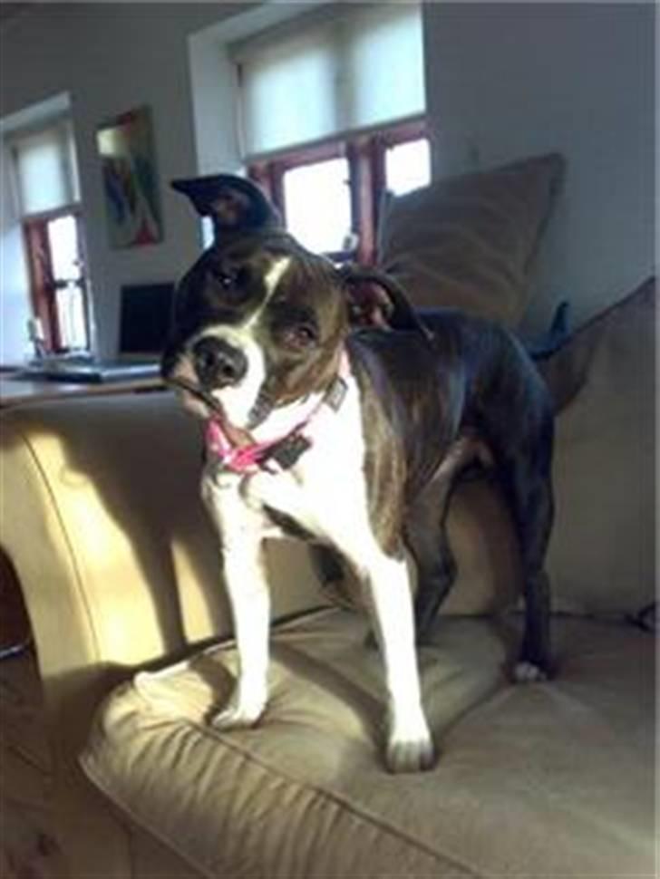 Amerikansk staffordshire terrier Smilla *R.I.P.* feb. 2010 - Charme charme charme:0) billede 17