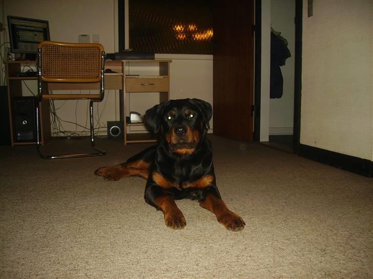 Rottweiler chaer billede 6