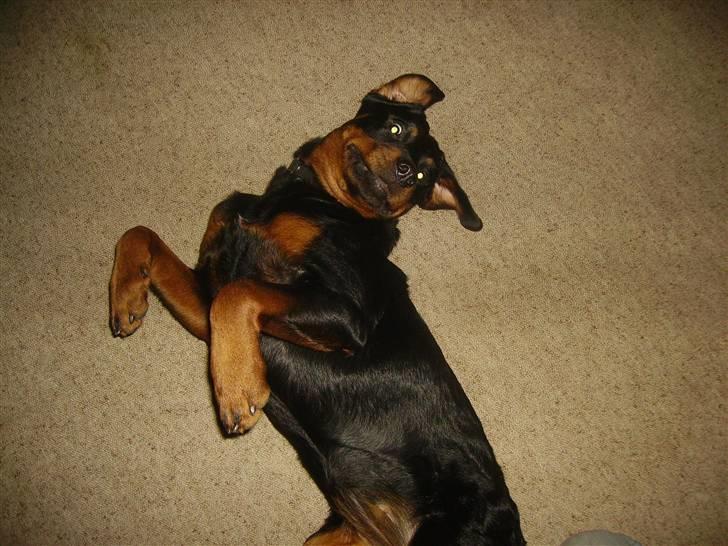 Rottweiler chaer billede 7